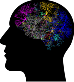 Brain Initial State